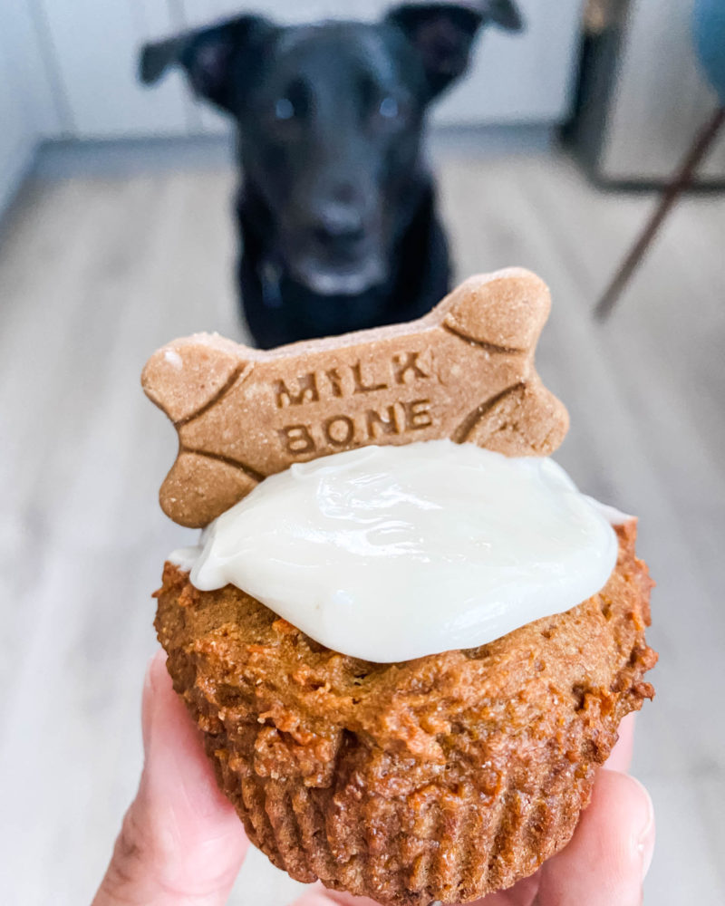 dog with birthday treat